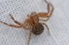 Xysticus sp.